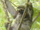 Perezoso bayo<br />(Bradypus variegatus)