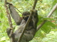Perezoso bayo<br />(Bradypus variegatus)