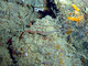 Pez aguja de pecho negro<br />(Corythoichthys nigripectus)