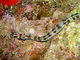 Pez aguja red<br />(Corythoichthys flavofasciatus)