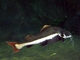 Pez gato de cola roja<br />(Phractocephalus hemioliopterus)