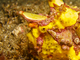 Pez rana verrugoso<br />(Antennarius maculatus)