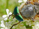 <i>Philipomyia aprica</i>