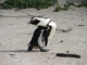 Pingüino de El Cabo<br />(Spheniscus demersus)