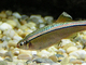 Piscardo de montaña<br />(Tanichthys albonubes)