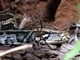 Pitón tigrino<br />(Python molurus)