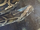 Pitón tigrino<br />(Python molurus)