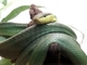 Pitón verde<br />(Chondropython viridis)