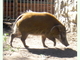 Potamoquero rojo<br />(Potamochoerus porcus)