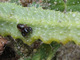 Pseudoescorpión Neobisium<br />(Neobisium sp.)