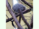 Puercoespín arborícola<br />(Coendou prehensilis)