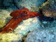 Pulpo caribeño de arrecife<br />(Octopus briareus)