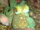 Pulpo caribeño de arrecife<br />(Octopus briareus)