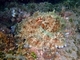 Pulpo común<br />(Octopus vulgaris)
