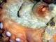 Pulpo común<br />(Octopus vulgaris)