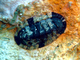 Quitón oliváceo<br />(Chiton olivaceus)