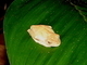 Rana arbórea mapeada<br />(Hypsiboas geographicus)