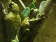 Rana arborícola venulosa<br />(Phrynohyas venulosa)