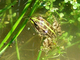 Rana común<br />(Pelophylax perezi)