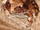 Rana toro de la selva<br />(Leptodactylus pentadactylus)