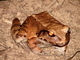 Rana toro de la selva<br />(Leptodactylus pentadactylus)