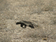 Ratel<br />(Mellivora capensis)