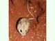Ratón de spinifex<br />(Notomys alexis)