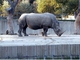 Rinoceronte blanco<br />(Ceratotherium simum)