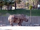 Rinoceronte blanco<br />(Ceratotherium simum)