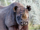 Rinoceronte negro