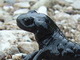 Salamandra negra de los Alpes<br />(Salamandra atra)