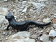 Salamandra negra de los Alpes<br />(Salamandra atra)
