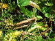Saltamontes de campo común<br />(Chorthippus brunneus)