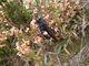 Saltamontes estridente<br />(Psophus stridulus)