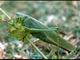 Saltamontes verde común<br />(Tettigonia viridissima)
