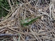 Saltamontes verde común<br />(Tettigonia viridissima)