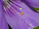 Saltarín de la alfalfa<br />(Sminthurus viridis)