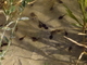 Sapo de espuelas común<br />(Pelobates cultripes)