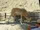 Sasín<br />(Antilope cervicapra)