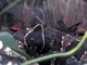 Serpiente mocasín<br />(Agkistrodon bilineatus)