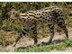 Serval<br />(Leptailurus serval)