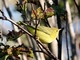 Silvia amarilla<br />(Setophaga petechia)