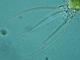 <i>Stephanoceros fimbriatus</i>