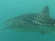 Tiburón ballena<br />(Rhincodon typus)