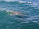 Tiburón ballena<br />(Rhincodon typus)