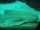 Tiburón cebra<br />(Stegostoma fasciatum)