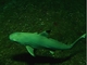 Tiburón de arrecife de puntas negras<br />(Carcharhinus melanopterus)