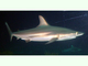 Tiburón de puntas negras<br />(Carcharhinus limbatus)