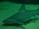 Tiburón gris<br />(Carcharhinus plumbeus)