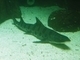 Tiburón leopardo<br />(Triakis semifasciata)